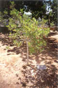 The tree Corrie planted at the the Holocaust Memorial in Jerusalem
